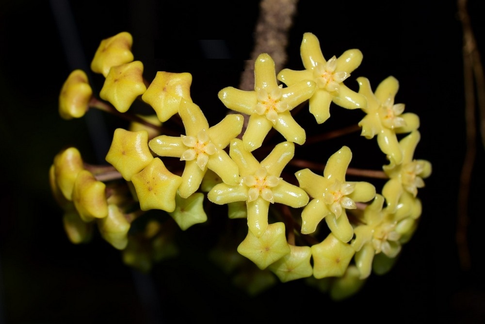 Hoya quinquenervia ( rooted cutting )