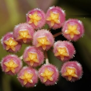 Hoya rebecca ( rooted cutting )