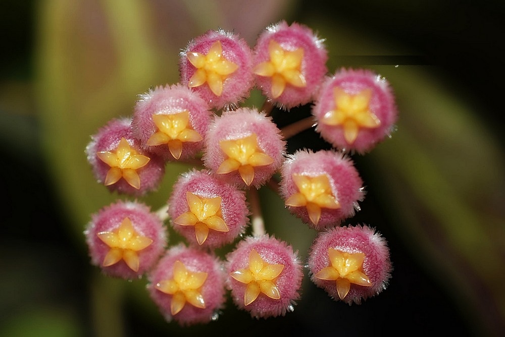 Hoya rebecca ( rooted cutting )