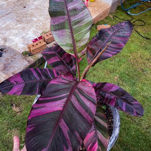 Musa NONO red variegated