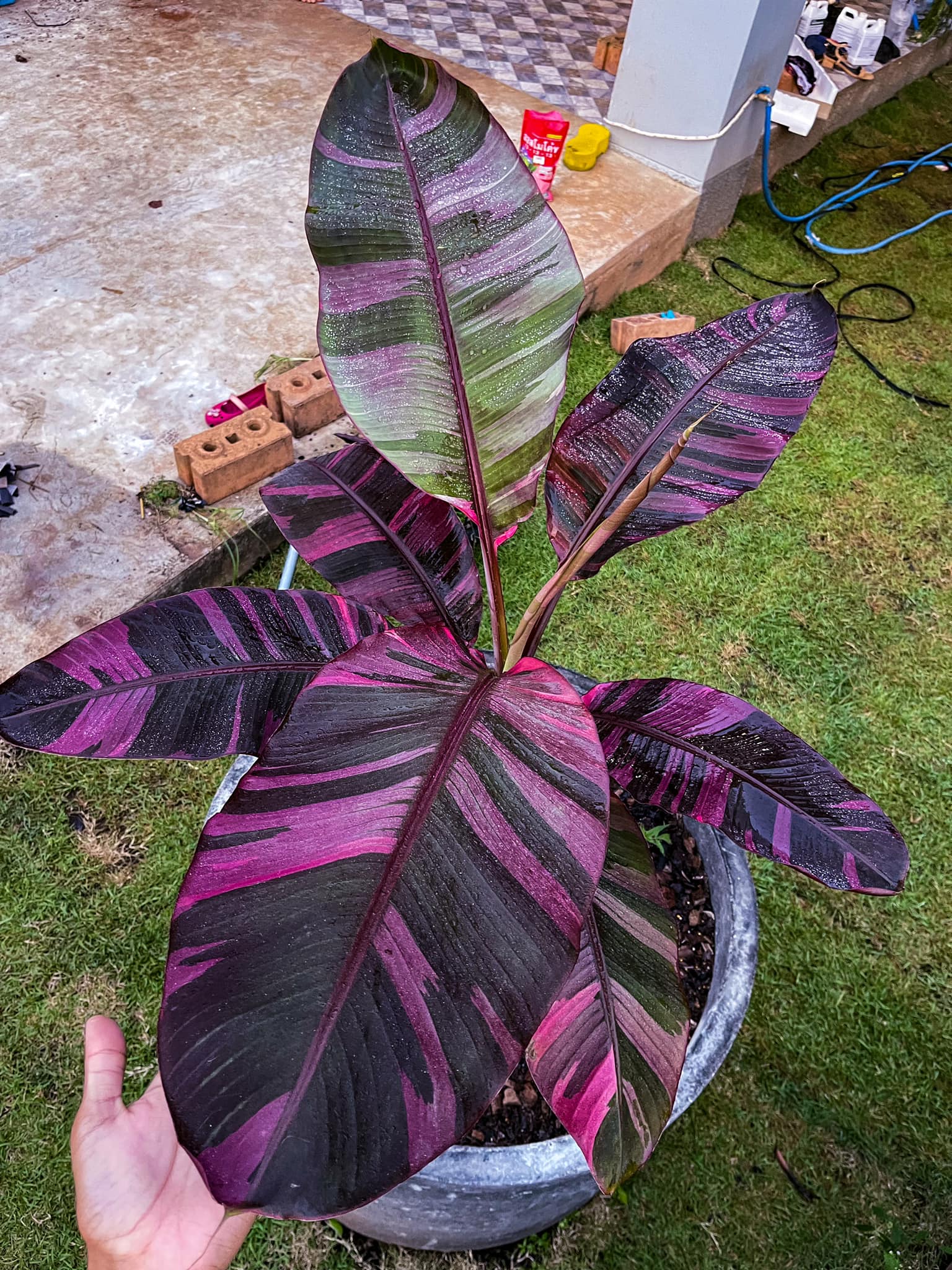 Musa NONO red variegated