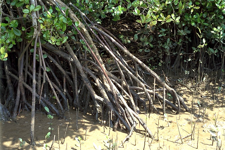 Rhizophora apiculata