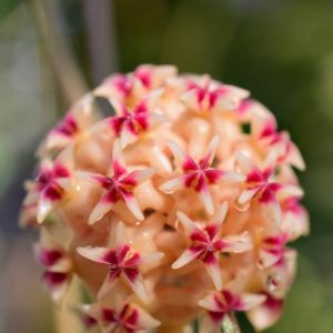Hoya rintzii ( rooted cutting )