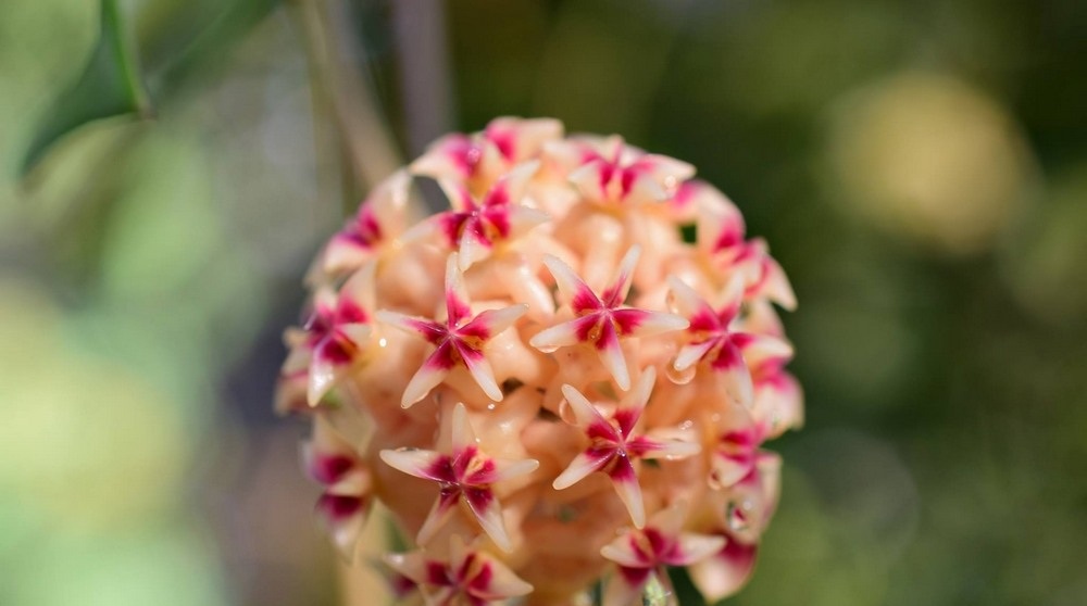 Hoya rintzii ( rooted cutting )