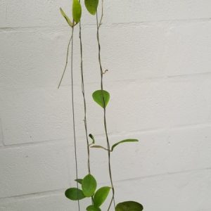 Hoya rintzii (large)