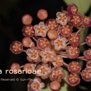 Hoya rosarioae ( rooted cutting )