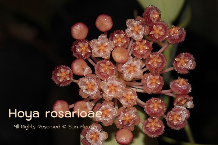 Hoya rosarioae ( rooted cutting )