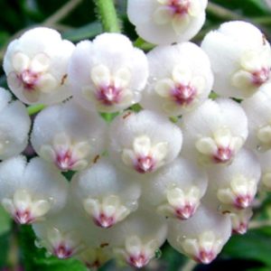 Hoya rotundifolia ( rooted cutting )
