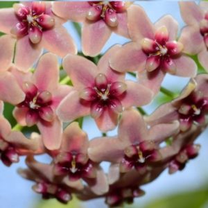 Hoya rubida ( rooted cutting )