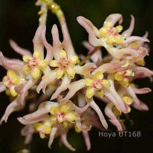 Hoya ruthiae ( rooted cutting )