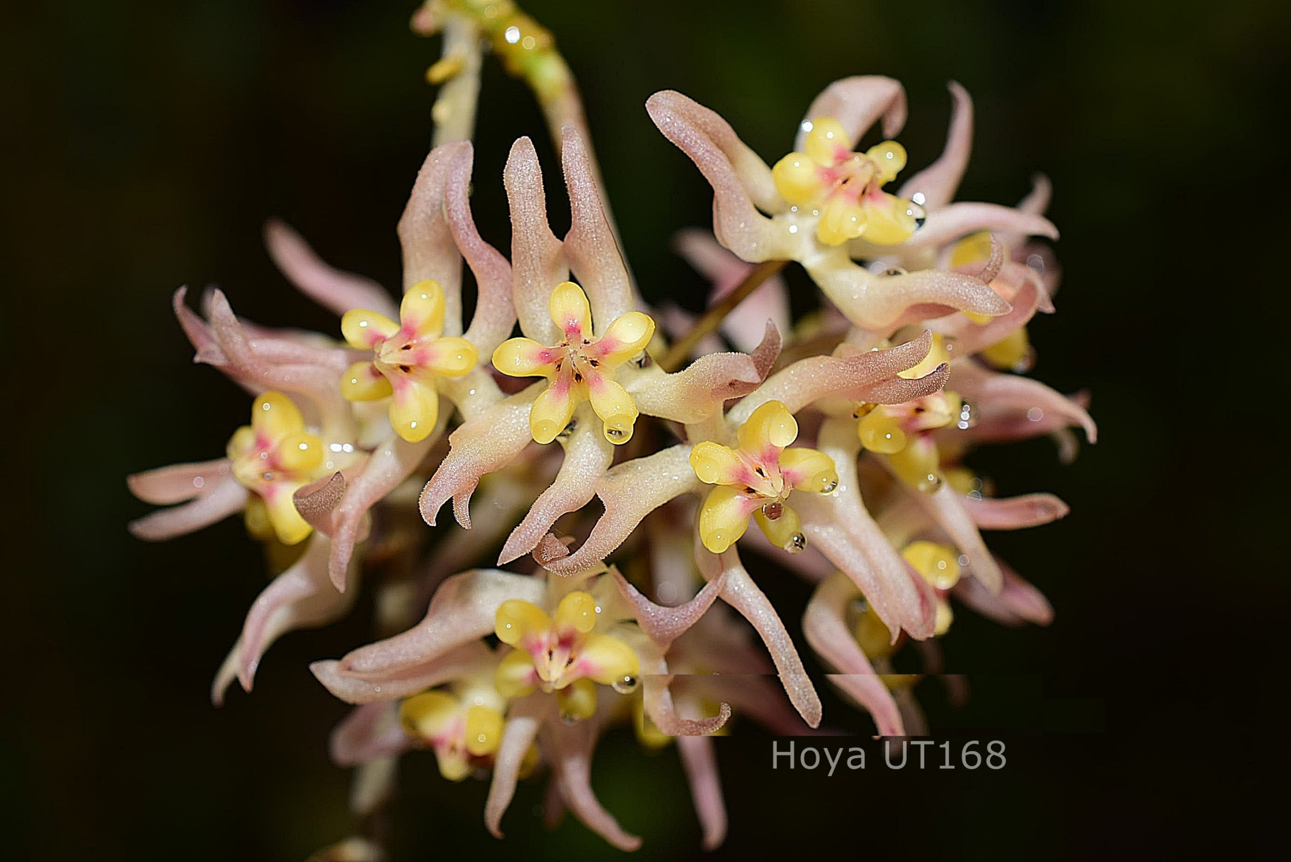 Hoya ruthiae ( rooted cutting )