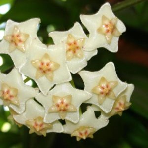 Hoya salweenica ( rooted cutting )