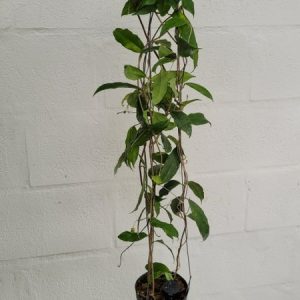 Hoya sammananniana (large)
