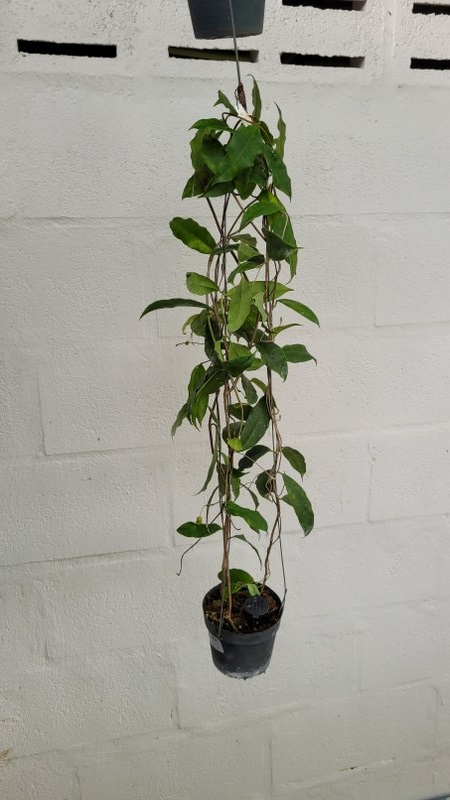 Hoya sammananniana (large)
