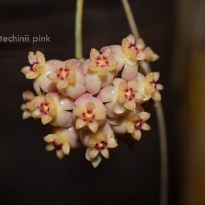 Hoya scortechinii   ( rooted cutting )