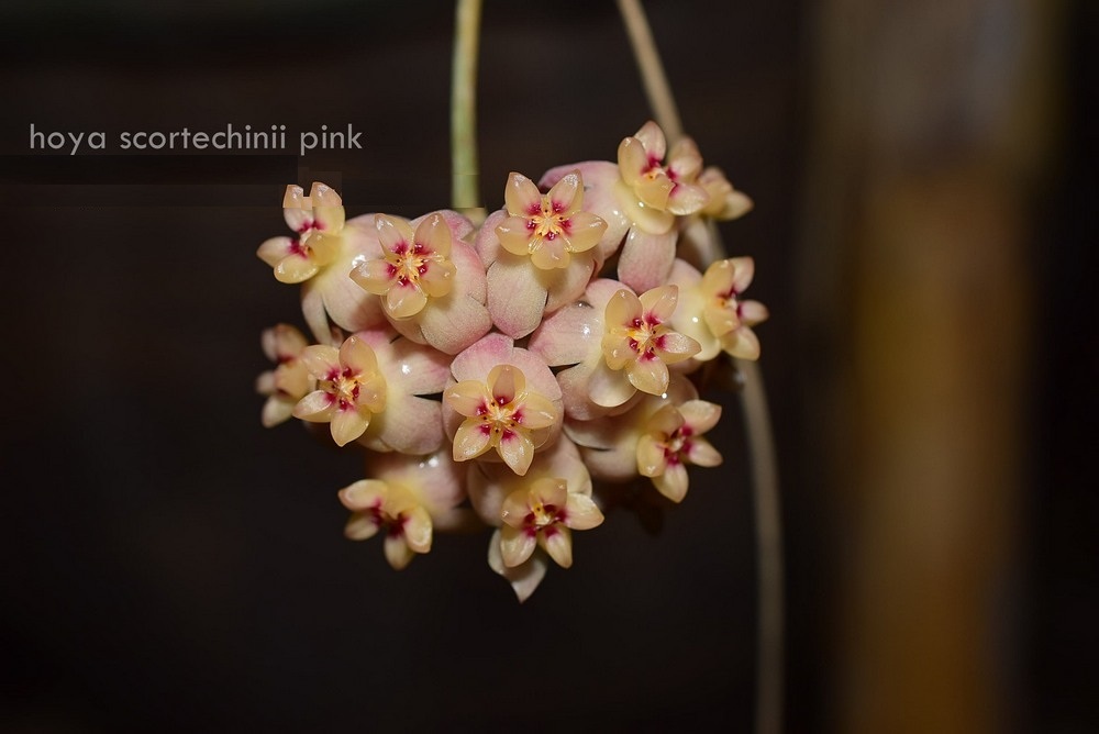 Hoya scortechinii ( rooted cutting )