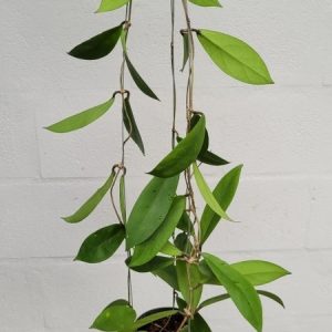 Hoya scortechinii yellow (large)