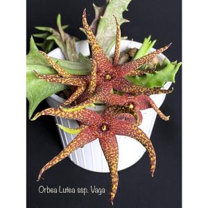 Orbea lutea ssp. Vaga