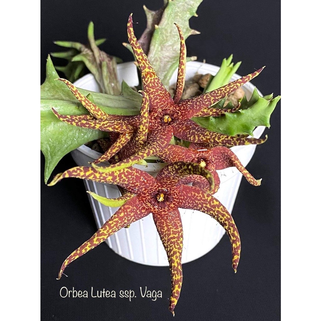 Orbea lutea ssp. Vaga