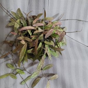 Hoya sigillatis (large)