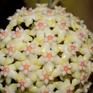 Hoya sp. 001 ( rooted cutting )