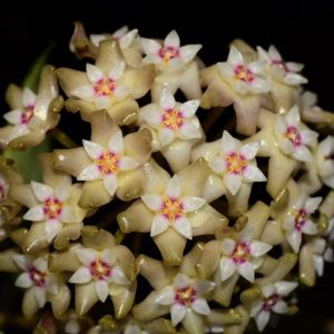 Hoya sp. 002 ( rooted cutting )