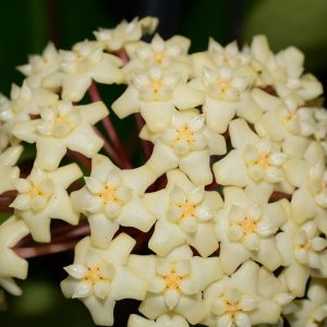 Hoya sp. 003 ( rooted cutting )