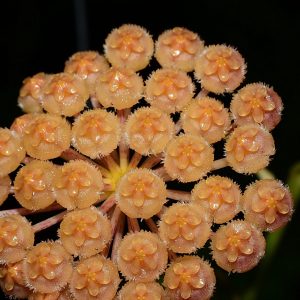 Hoya sp. USDA ( rooted cutting )