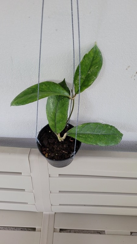 Hoya SP bahoi (large)