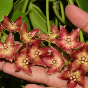 Hoya sp. Borneo red ( rooted cutting )