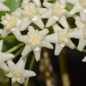 Hoya sp. Doitung ( rooted cutting )
