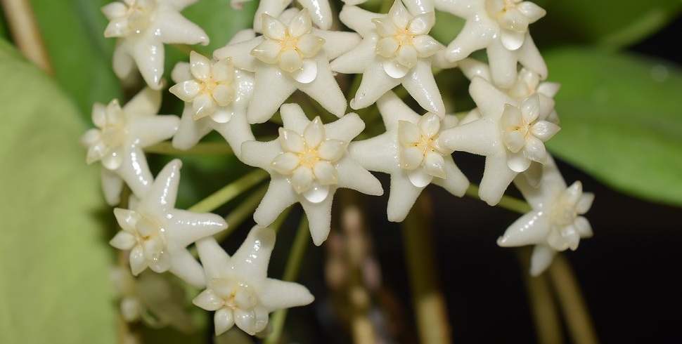 Hoya sp. Doitung ( rooted cutting )