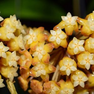 Hoya sp. from Limbang ( rooted cutting )