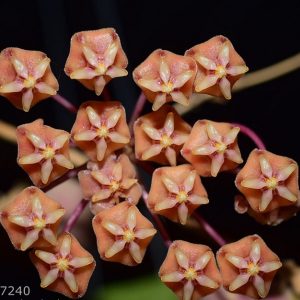 Hoya sp. gps 7240 ( rooted cutting )
