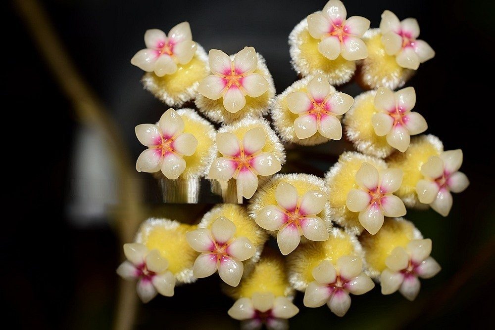 Hoya sp perak (large) - Image 2