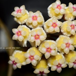 Hoya sp. Perak ( rooted cutting )