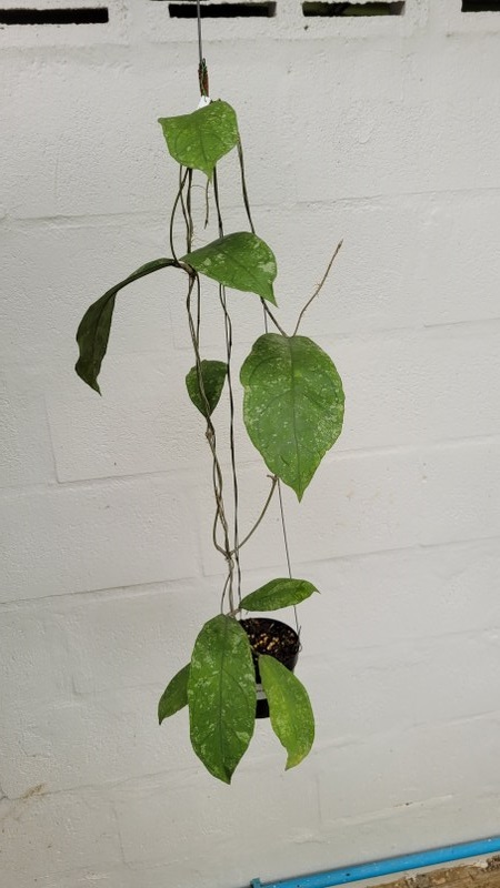 Hoya sp perak (large)