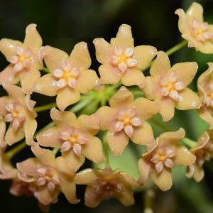 Hoya sp. philippines ( rooted cutting )