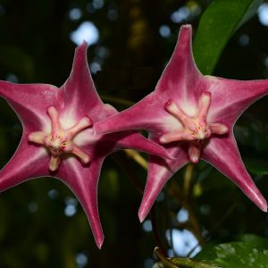Hoya sp. png sv 441 ( rooted cutting )