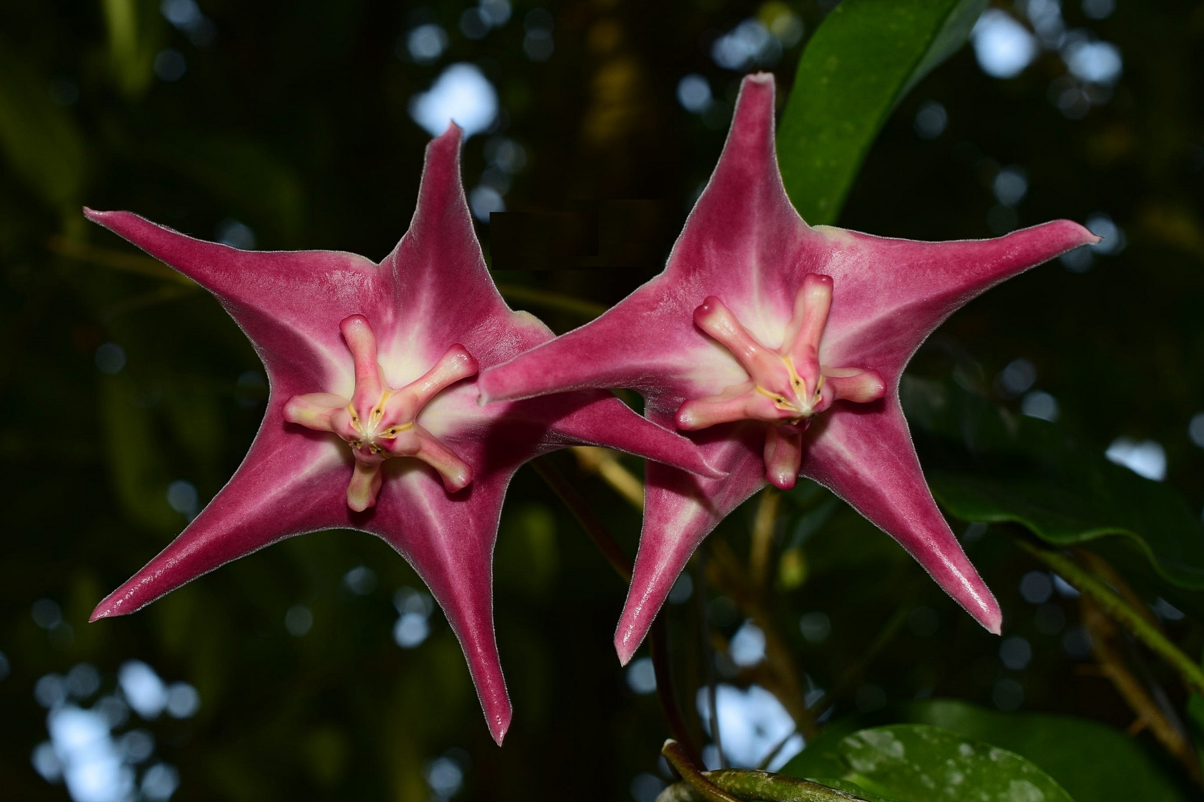 Hoya sp. png sv 441 ( rooted cutting )