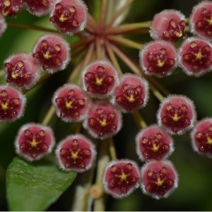 Hoya sp. Pola ( rooted cutting )
