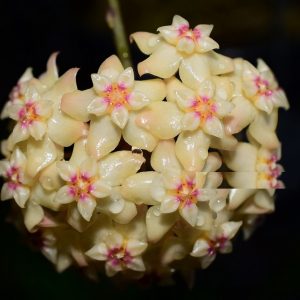 Hoya sp. Teneba ( rooted cutting )