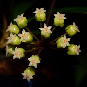 Hoya sp. Estrella Waterfalls ( rooted cutting )