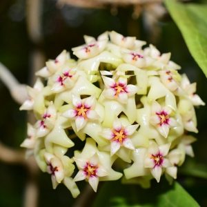 Hoya sp. Bulusan ( rooted cutting )