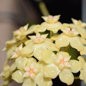 Hoya sp. Dianel lsh ( rooted cutting )