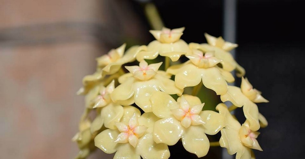 Hoya sp. Dianel lsh ( rooted cutting )