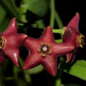 Hoya sp. Kali Batu ( rooted cutting )