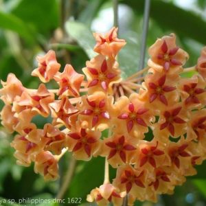 Hoya sp. philippines dmc 1622 ( rooted cutting )