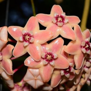 Hoya subcalva ( rooted cutting )