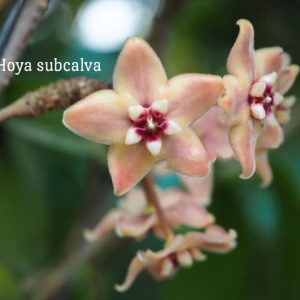 Hoya subcalva (large)